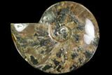 Polished Ammonite (Cleoniceras)- Madagascar #108243-1